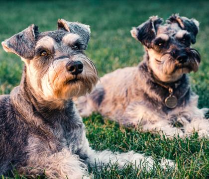 Family with dog