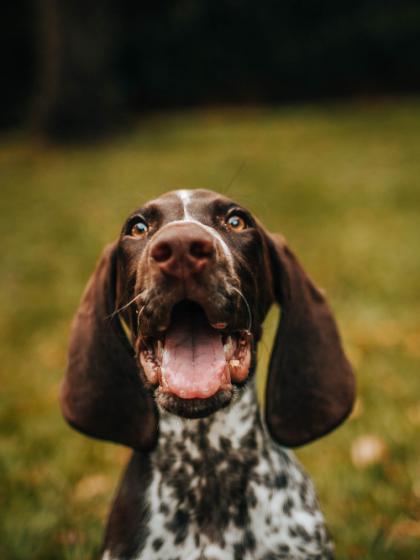 Hund beim Frisör