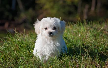 Hund beim Bürsten