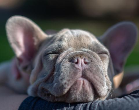 Happy dog