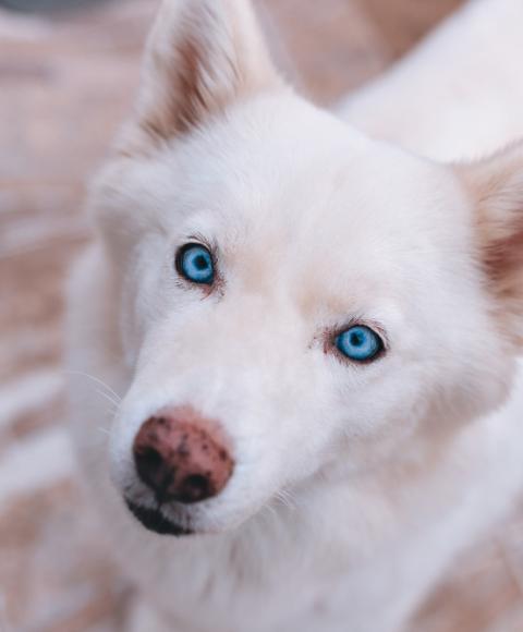 Dog with collar