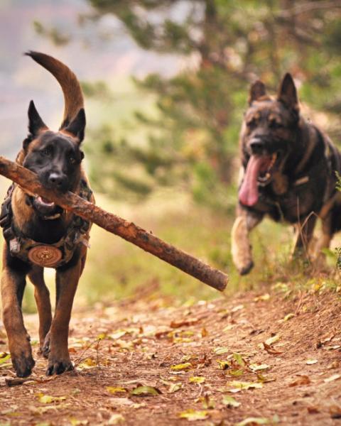 Happy dog outside