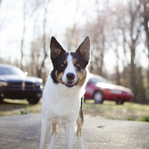 Placeholder image from placedog.com