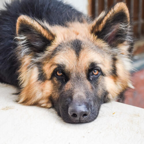 Placeholder image from placedog.com