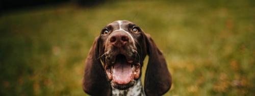 Happy dog after session