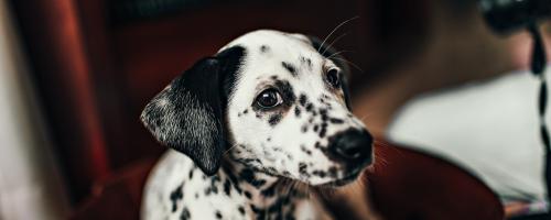 Hund i bil