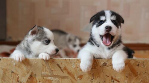 a handsome pooch stares at the camera