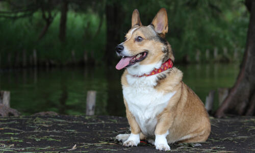 Healthy dog