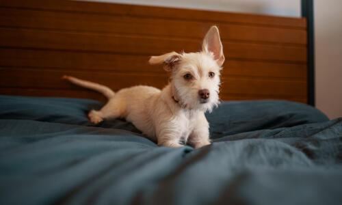 Young dog with toy