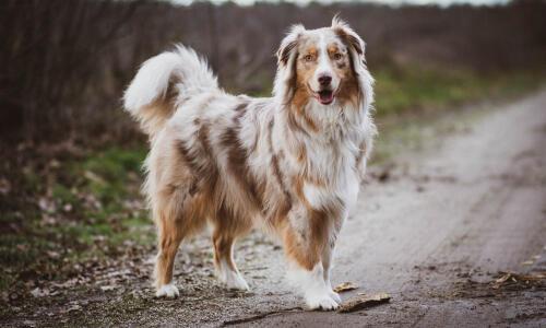 Happy healthy dog