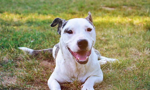 Dog recovering
