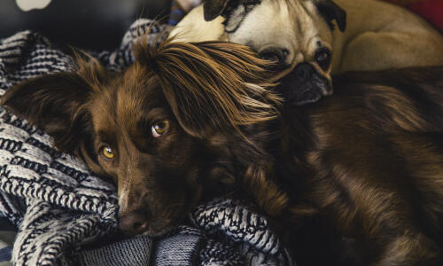 Dog not listening