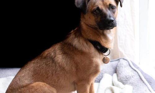Traitement alternatif pour chien