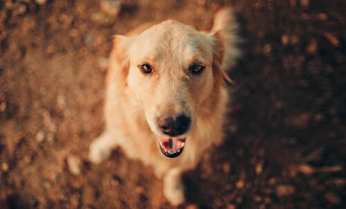 Chien faisant un tour