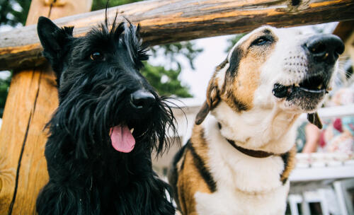 Chien jouant avec d'autres chiens