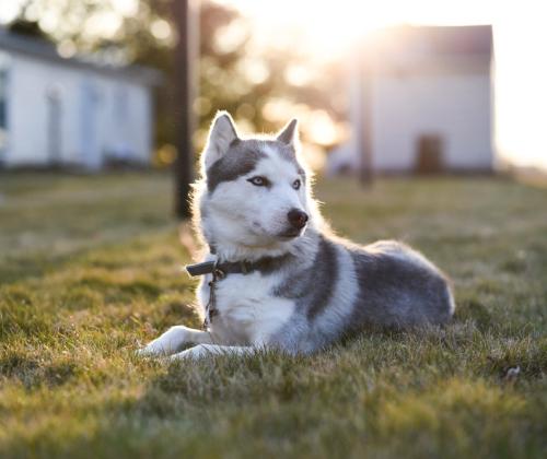 Cute dog in custom outfit
