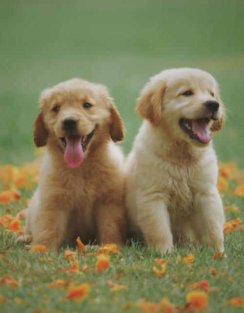 Cocker Spaniel