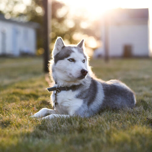 Placeholder image from placedog.com