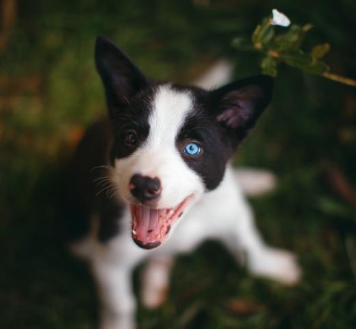 Happy dog at Doggy Do