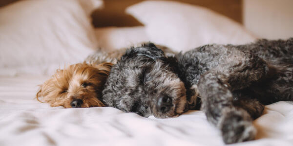 Cute dog representing MockDog API