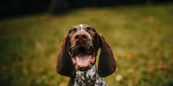 Happy developer with dog