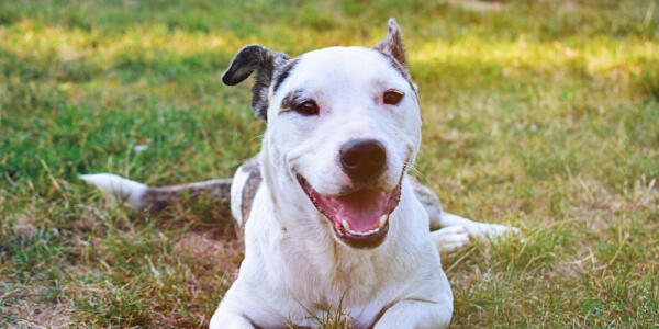 Happy dog looking up