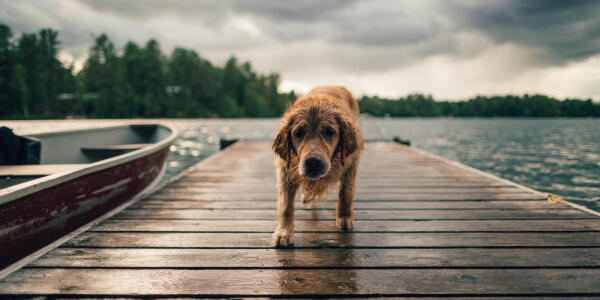 Diverse dog breeds showing universal appeal