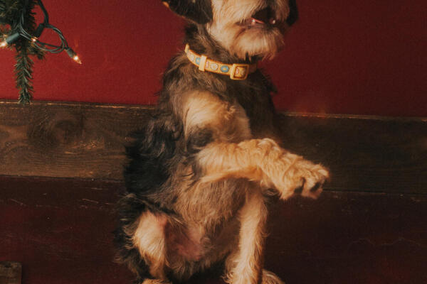 Dog