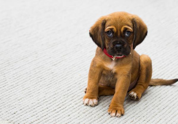 Labrador puppies