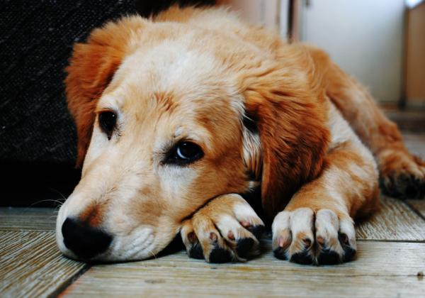 Dachshund