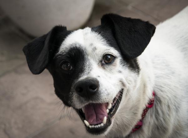 Cream Shiba senior action