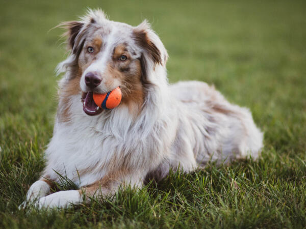 adorable pup