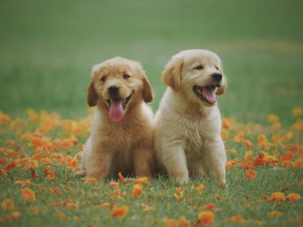 Dog after grooming