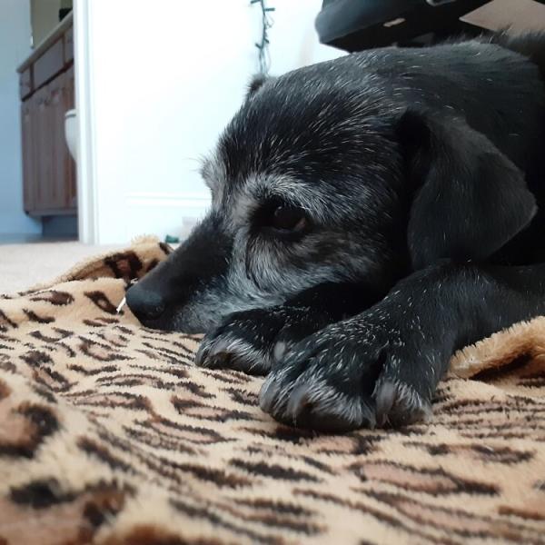 Mascota de Mateo Gómez