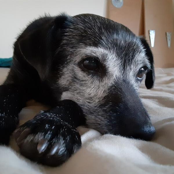Mascota de Sofía Herrera