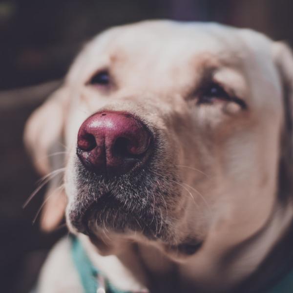 Mascota de Bruno Díaz