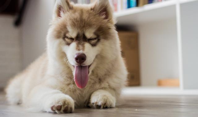 Chiot : les 8 premières semaines à la maison