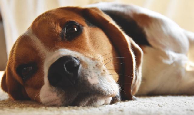 Lire le langage corporel de son chien