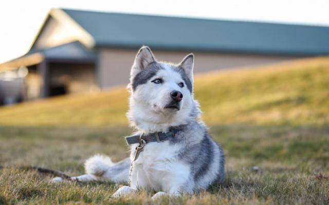 Adopt pets near me — happy rescue pets