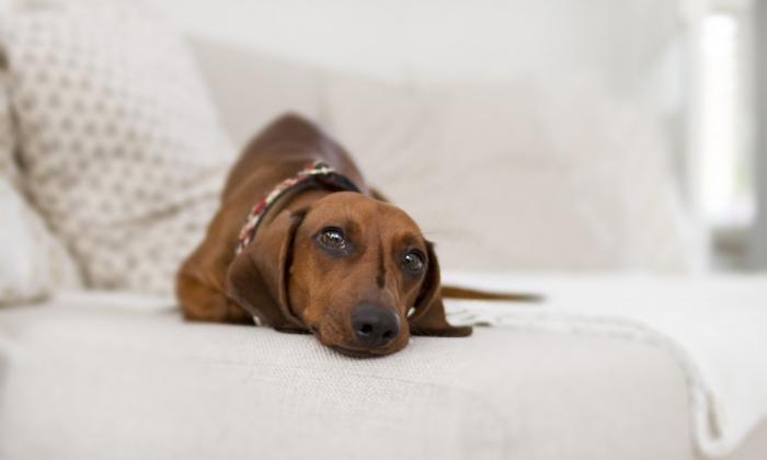 Friendly dog on a clean carpet at home