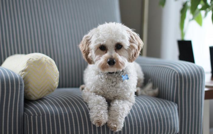 Dog watching as carpet is cleaned in a bright living room