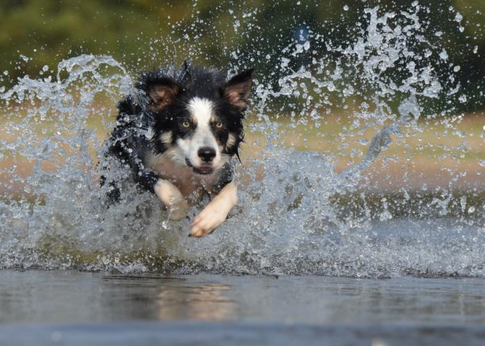 Chien stressé
