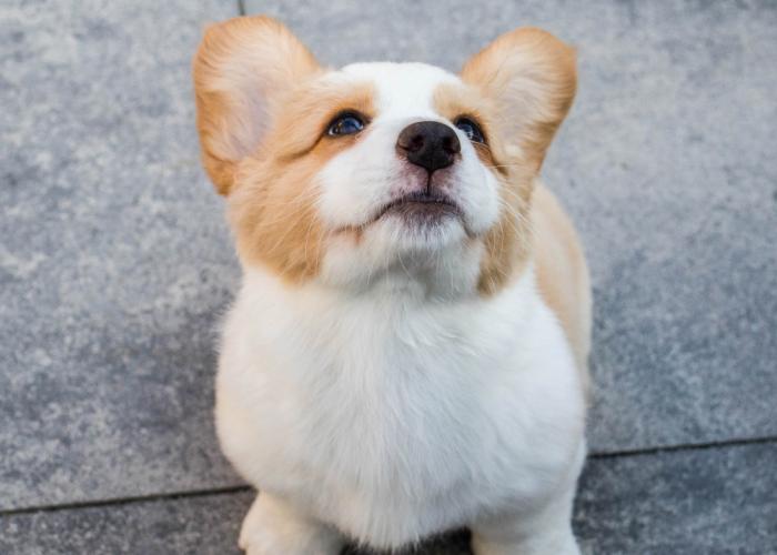 Pot ChienConfort