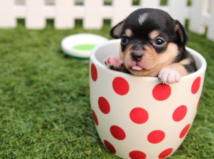 Chien à poil long brossé et soigné