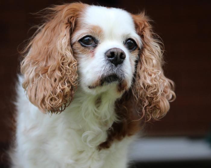 Pet product quality check