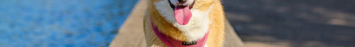 {placedog}