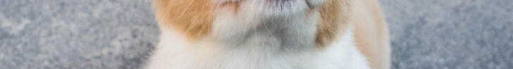 {placedog}
