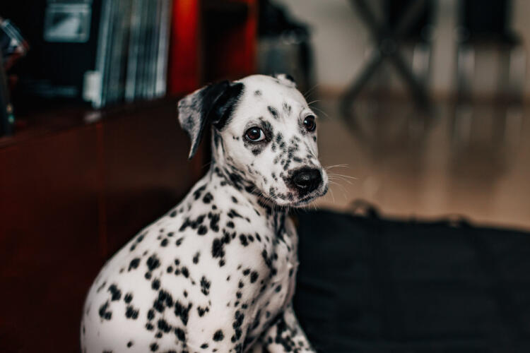 adorable pup