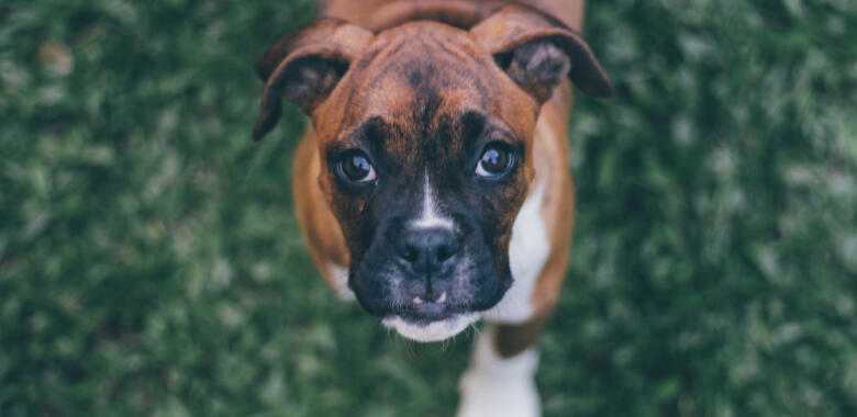 A dog being adopted by a new family