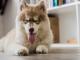 two cute dogs (placeholder)